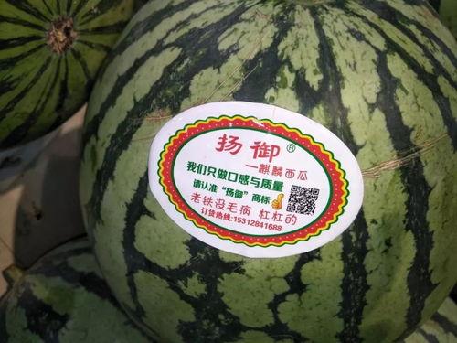 瓜瓜吃瓜主题赏析,揭秘网络热议背后的真相与趣味