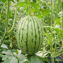 梦到自己在吃瓜,揭秘梦中吃瓜的神秘寓意  第1张