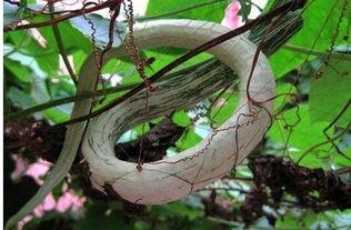 老吴吃蛇瓜,揭秘蛇瓜的独特风味