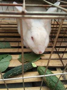 兔子吃白瓜吗,探究兔子饮食习惯之谜