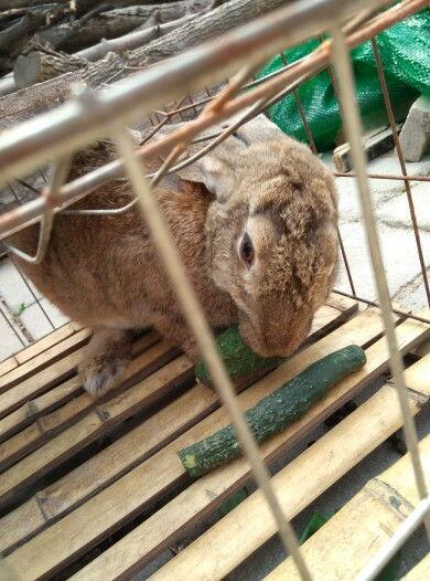 兔子吃白瓜吗,探究兔子饮食习惯之谜