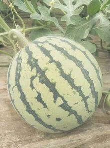 自律吃瓜,揭秘网络时代的理性围观之道