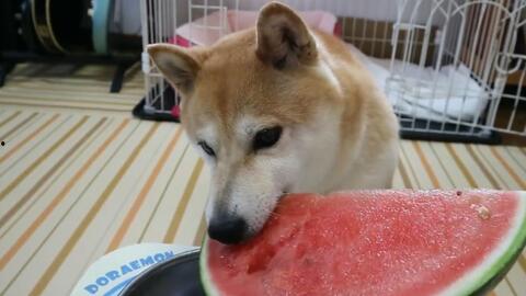 吃瓜小柴犬,揭秘狗狗界的“网红”生活