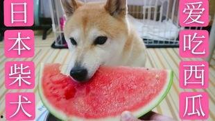 吃瓜小柴犬,揭秘狗狗界的“网红”生活