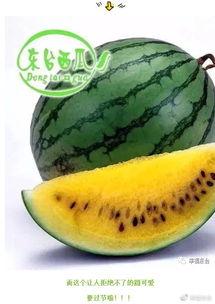 全球吃瓜后续,揭秘网络时代的全民娱乐现象