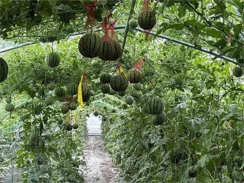 雷雨农村吃瓜,夏日农家的悠闲时光  第1张