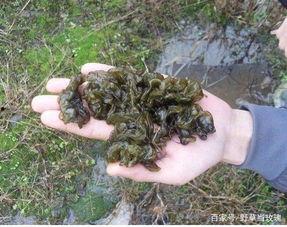 雷雨农村吃瓜,夏日农家的悠闲时光  第3张