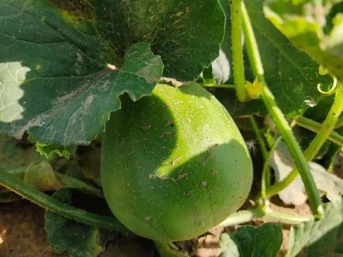 打卡吃瓜广西,畅享美食与瓜果盛宴  第1张