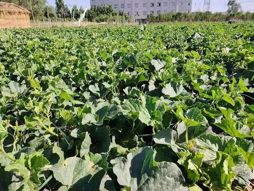 打卡吃瓜广西,畅享美食与瓜果盛宴  第2张