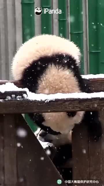 小熊吃瓜手指操,轻松学跳趣味手指舞  第3张