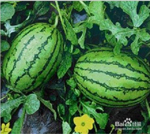 吃瓜为什么叫西瓜,探寻网络流行语的演变轨迹