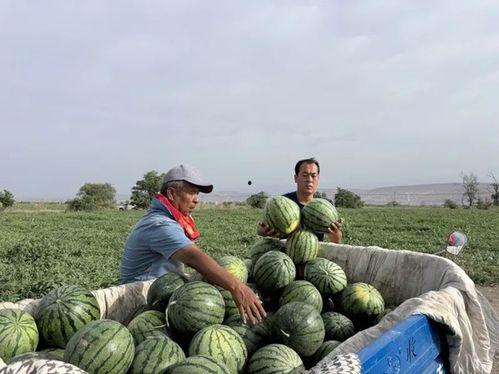 钱塘江吃瓜,一场别开生面的吃瓜盛事  第3张
