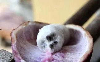 蜂蜜瓜八月瓜怎么吃,天然美味，多样食法探索