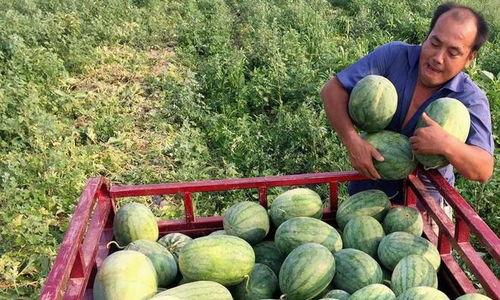 各国人吃中国瓜  第3张