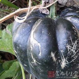 方瓜婴儿可以吃吗,婴儿能否食用的营养指南