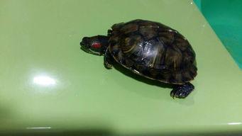 学猫叫吃瓜,揭秘网络热词背后的趣味与现象