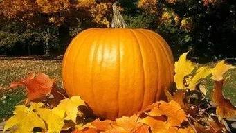 吃诸暨的瓜,尽享舌尖上的美味之旅