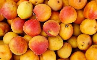 杏能和小瓜一起吃,夏日清新美食搭配