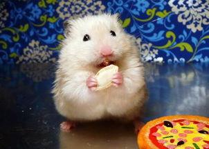 仓鼠吃瓜图片搞笑,笑料横生，萌态十足！