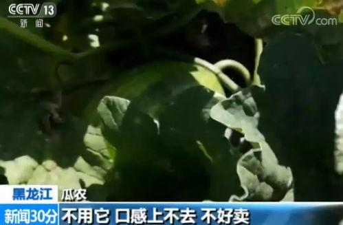 嘎嘎嘎吃瓜,揭秘娱乐圈的甜蜜与苦涩