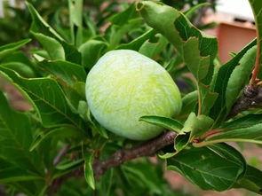 随手拍的吃瓜照片,揭秘夏日街头美食风情