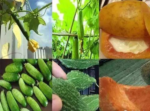 立秋吃六瓜是哪六瓜,品味六瓜养生之道