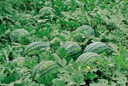 黄葵瓜怎么吃,探索美味与健康的完美结合