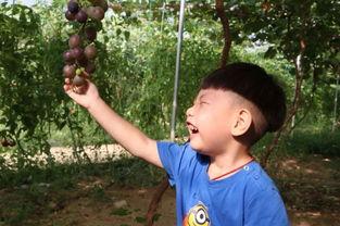 孙梦吃瓜,揭秘娱乐圈幕后故事