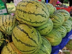 全民吃瓜商品批发