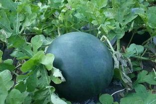 高山脆瓜怎么吃