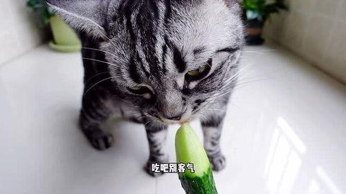 猫咪能否吃瓜,瓜类水果的适宜性分析