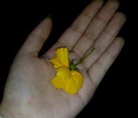 qq吃瓜料视频,热门视频背后的惊人真相