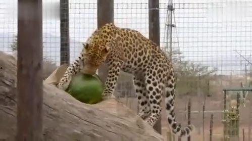 豹子吃瓜的视频,瓜果盛宴成欢乐焦点
