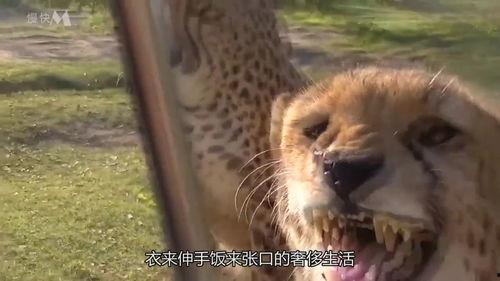 豹子吃瓜的视频,瓜果盛宴成欢乐焦点