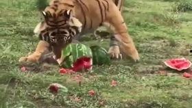 豹子吃瓜的视频,瓜果盛宴成欢乐焦点