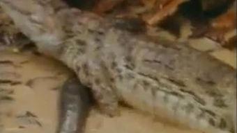 吃瓜的小鳄鱼,揭秘热带雨林中的趣味生活