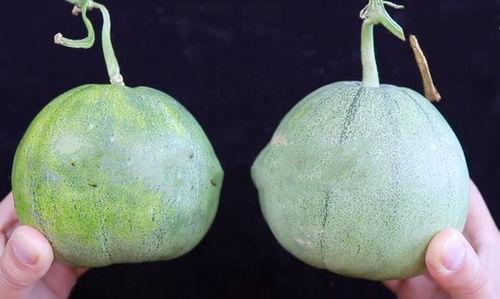 北铺吃瓜,揭秘网络热点的背后故事