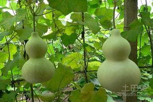 野葫芦瓜怎么吃,探索自然美味新境界