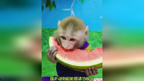 吃瓜吃成猴子,竟意外变身猴王传奇