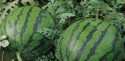 吃瓜聊天下,揭秘娱乐圈幕后故事