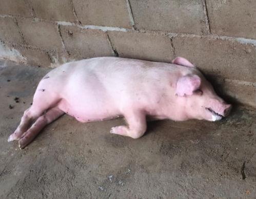 猪吃瓜打嗝可爱,萌态可掬引欢笑