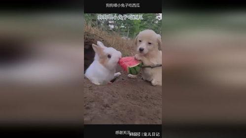 兔子也吃瓜,揭秘动物界的饮食新风尚