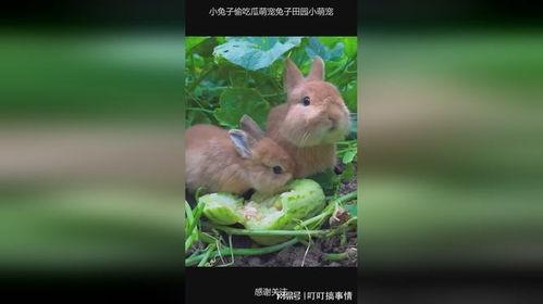 兔子也吃瓜,揭秘动物界的饮食新风尚