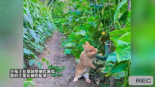 兔子也吃瓜,揭秘动物界的饮食新风尚