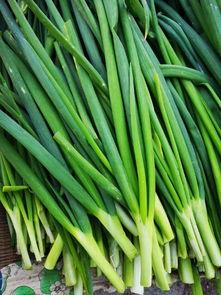 请问福寿瓜怎样吃,探索美味与健康的完美结合